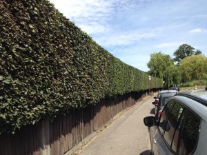 Hedge Cutting Farnham