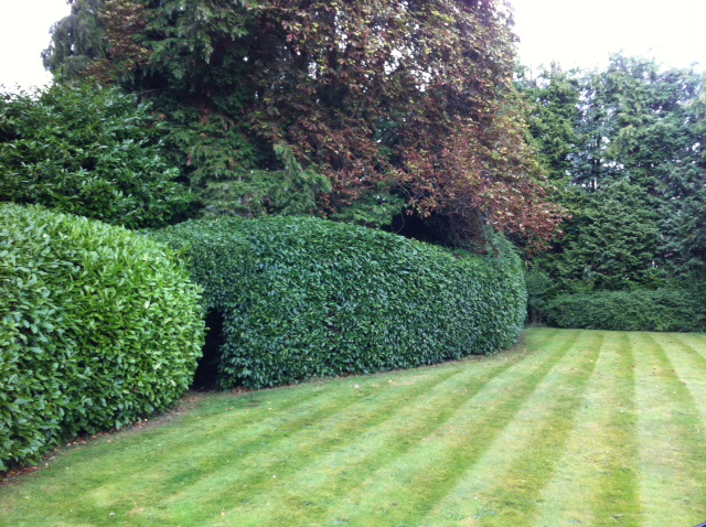 wrights-gardening-hedge-cutting